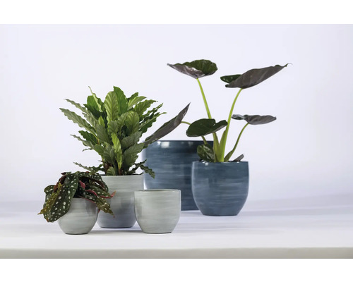 Diverse kamerplanten in plantenbakken