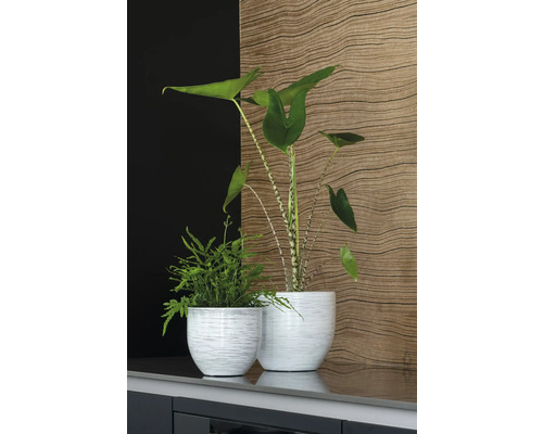 Twee planten in plantenbakken op een oppervlak.
