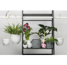 Rek met diverse kamerplanten in decoratieve bloempotten