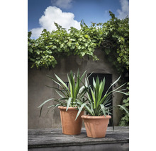 Twee yucca-palmen in terracotta plantenbakken op een houten tafel met een huismuur op de achtergrond.