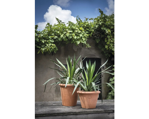 Twee yucca-palmen in terracotta plantenbakken op een houten tafel met een huismuur op de achtergrond.