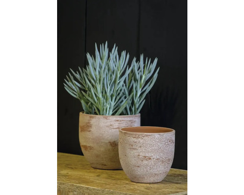 Twee terracotta plantenbakken, waarvan één met plant