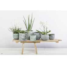 Diverse planten in plantenbakken op een houten tafel
