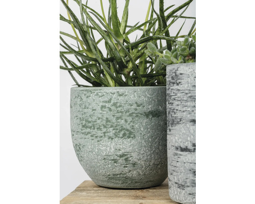 Decoratieve aloëplant in gestructureerde plantenbak