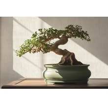 Bonsaiboom in pot op een tafel