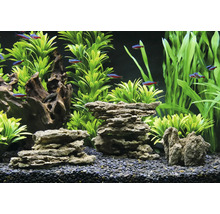 Gedecoreerd aquarium met planten, stenen, wortelhout en vissen