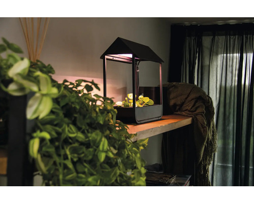 Plantenlamp in huisdesign op een houten plank met planten