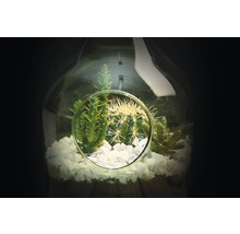 Vetplanten terrarium met cactussen en decoratieve stenen in glazen fles