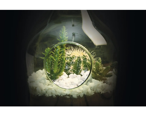 Vetplanten terrarium met cactussen en decoratieve stenen in glazen fles