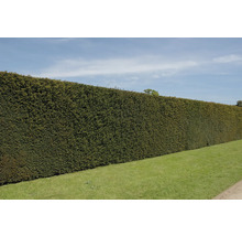 Hoge, dichte haag in de tuin als privacyscherm