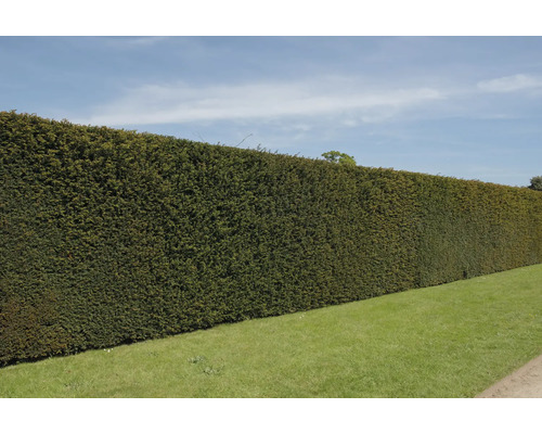 FLORASELF Venijnboom Taxus media 'Hillii' H 60-80 cm 12 st. ca. 4 meter haag  kopen! | HORNBACH