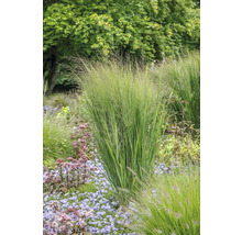 Tuin met siergrassen en bloemen