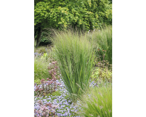 FLORASELF Vingergras Panicum virgatum 'Northwind' potmaat 18 liter H 100-120 cm Tuin met siergrassen en bloemen