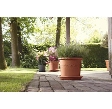 Bloempotten met planten in de tuin op een stenen pad