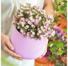 Persoon houdt pot met roze bloemen vast