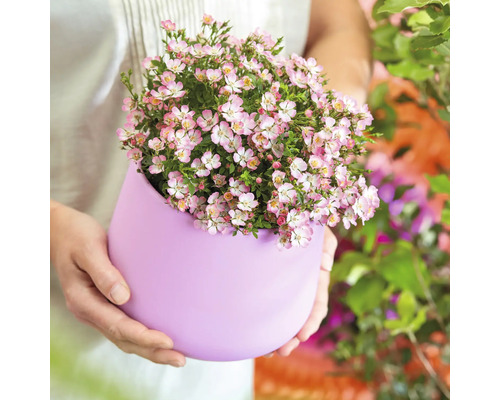 Persoon houdt pot met roze bloemen vast