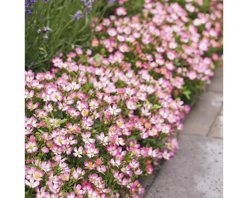 Rij perkrozen met roze bloemblaadjes en witte rand naast stoeptegels