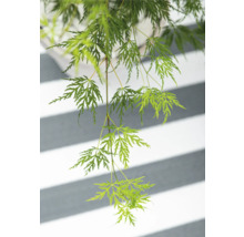 Hangende Japanse esdoorn met delicate bladeren