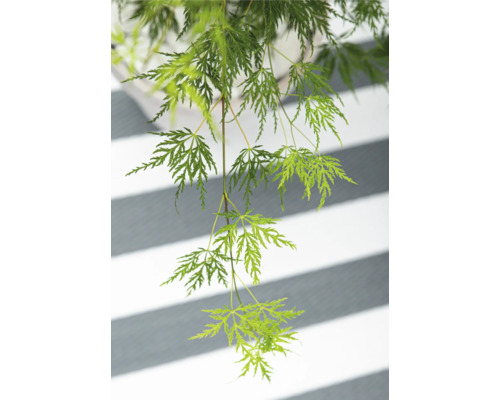 Hangende Japanse esdoorn met delicate bladeren