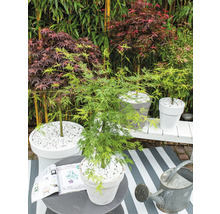 Tuinscene met Japanse esdoorn in potten, decoratieve stenen en gieter