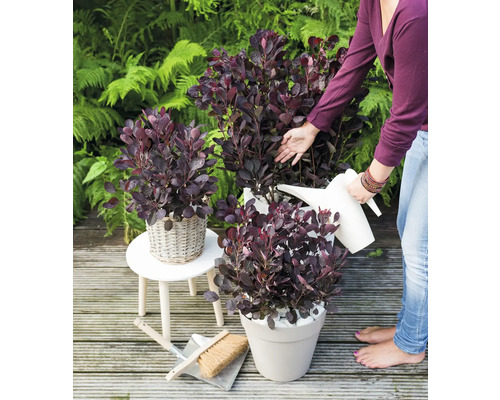 Scène met lakstruik in potten in de tuin, besproeid met een gieter