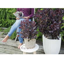 Pruikboom in plantenbakken op een terras, een vrouw leest een tijdschrift