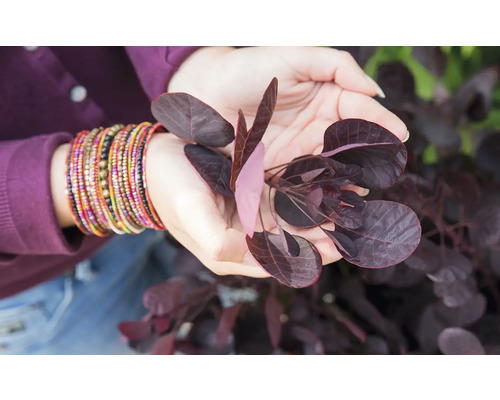 Close-up van een persoon die een pruikenboom in zijn handen houdt