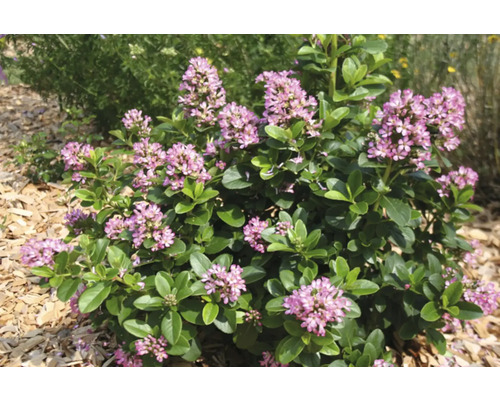 Bloeiende dwergstruik in de tuin