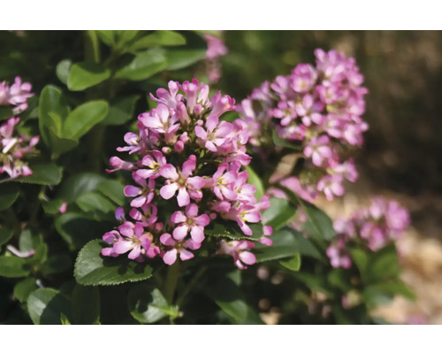 Close-up van heideplanten met bloemen
