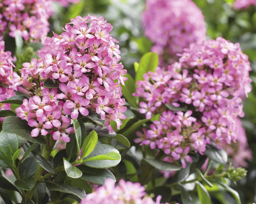 Bloeiende schijnbes met roze bloemen