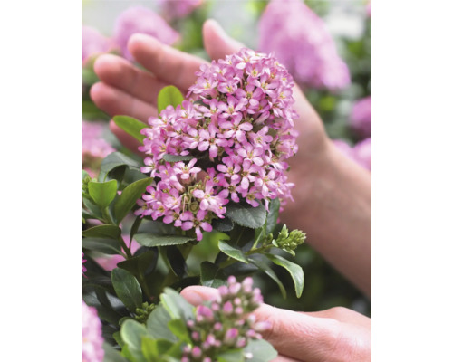 Close-up van een bloeiende struikkamperfoelie in een hand