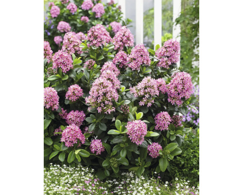 Close-up van een bloeiende dwergkornoeljebos in de tuin.