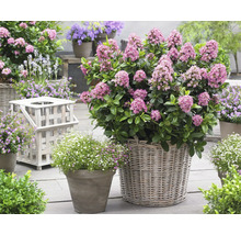 Tuinscene met bloeiende planten in manden en potten.