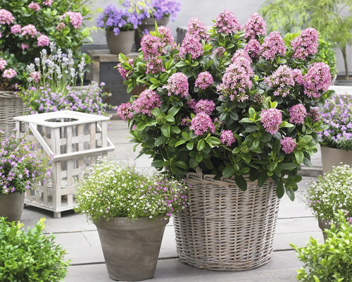 Tuinscene met bloeiende planten in manden en potten.