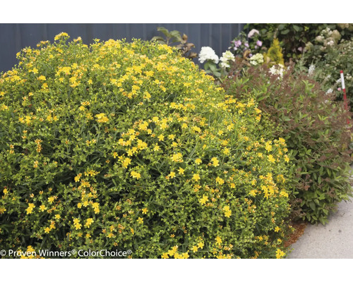 Sint-Janskruidstruik met gele bloemen