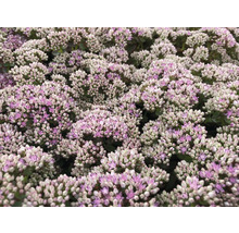FLORASELF Vetkruid Sedum Sun Sparkler Mix potmaat 6 liter H 5 cm