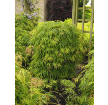 Japanse esdoornboom in de tuin