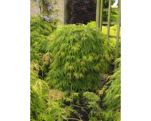 Japanse esdoornboom in de tuin