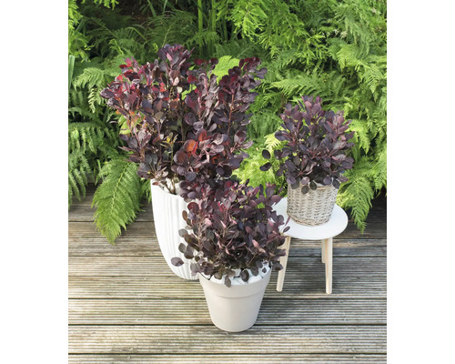 Drie roodbladige pruikenstruiken in plantenbakken op een houten terras voor groen beplanting.