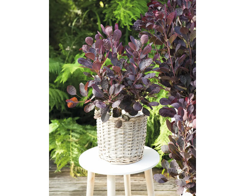 Rode pruikenboom in mand op een kruk