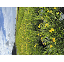 Veld met bloeiende gele Hypericum planten in potten.