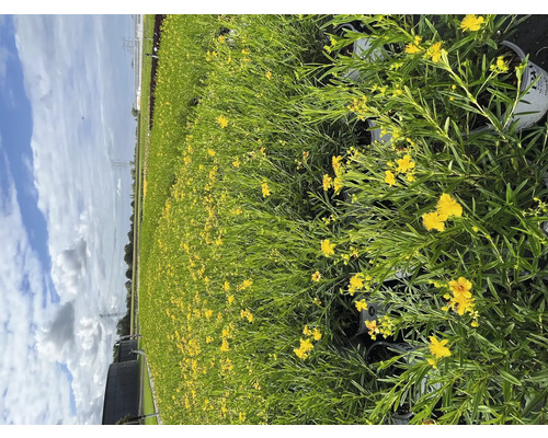 Veld met bloeiende gele Hypericum planten in potten.