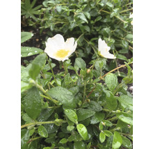 Zonnebloem met witte bloemen en groene bladeren