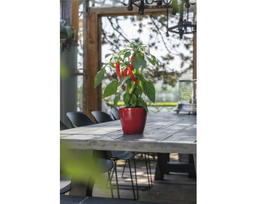 Chiliplant in pot op een houten tafel
