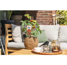 Kerstomaat in een gevlochten pot op een tuintafel