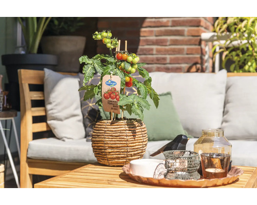 Kerstomaat in een gevlochten pot op een tuintafel