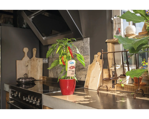 Chiliplant in een rode pot in een keuken.