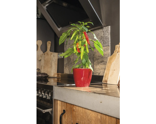 Chiliplant in rode pot op een aanrecht.