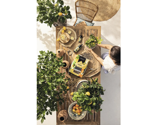 Buitenfoto van een tafel met citroenplanten, potgrond, gieter en een persoon die een plant verpot