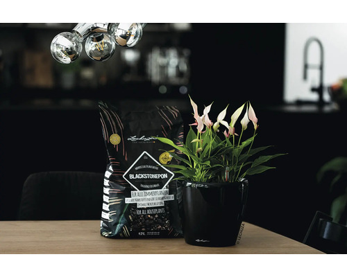 Lechuza Blackstonepon kamerplantenaarde naast anthurium in zwarte bloempot
